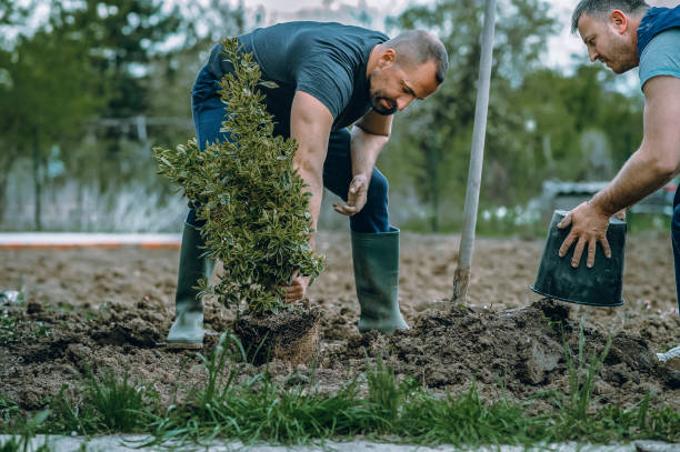 The Steps Involved in Our Tree Care Process in Claxton, GA